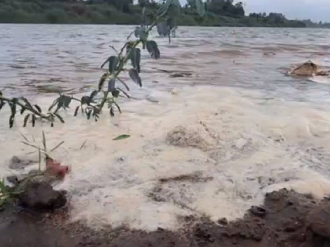 sangli news molasses mix water released into Krishna river basin foam accumulated on river bank near Amnapur in Palus taluka Sangli News: कृष्णा नदी पात्रात मळीमिश्रित पाणी सोडले, पलूस तालुक्यातील आमणापूरजवळ नदी काठावर फेस जमा