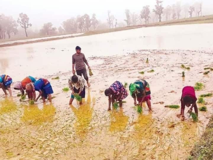 Chhattisgarh Ambikapur farmers engaged in paddy transplanting Monsoon crops ann Chhattisgarh: ग्रामीण इलाकों के खेतों में लौटी रौनक, मौसम में बदलाव के बीच धान की बुवाई शुरू
