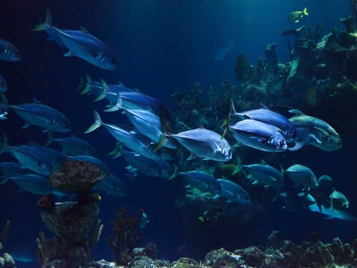 मछलियां अक्सर पानी के अंदर ही रुककर सो जाती हैं. आपने देखा होगी कि कभी-कभी एक्वेरियम में मछली कुछ देर के लिए तैरना बंद कर देती है. यही वो समय होता है, जब वो आराम कर रही होती हैं.