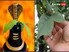 Sawan 2023: इन फूलों को चढ़ाने से जल्द प्रसन्न होते हैं भोलेनाथ, आप भी जान लें शिव जी के प्रिय पुष्प