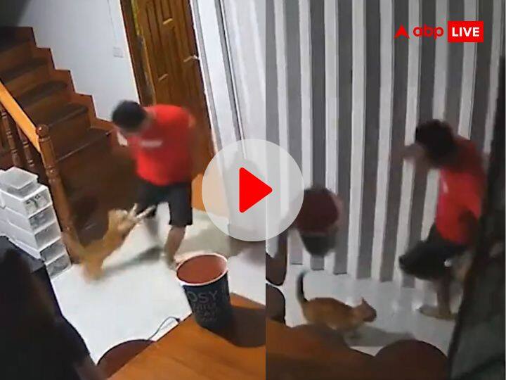 Video: पालतू बिल्ली का दिमाग फिरा और मालिक पर ही बोल दिया हमला, फिर जो उसे दौड़ाया..आपकी भी हंसी छूट जाएगी Pet cat attacked owner ran behind him funny viral video on social media Video: पालतू बिल्ली का दिमाग फिरा और मालिक पर ही बोल दिया हमला, फिर जो उसे दौड़ाया..आपकी भी हंसी छूट जाएगी
