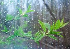 Rain : कधी पडणार पाऊस?  महाराष्ट्रात सरासरीच्या 23 टक्के कमी पाऊस