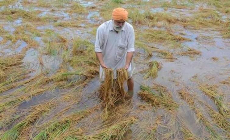 strikes again on Annadate! The farmers' unions submitted a report and demanded immediate Girdavari Ludhiana News: ਅੰਨਦਾਤੇ 'ਤੇ ਮੁੜ ਕੁਦਰਤ ਦੀ ਮਾਰ! ਕਿਸਾਨ ਯੂਨੀਅਨਾਂ ਨੇ ਰਿਪੋਰਟ ਪੇਸ਼ ਕਰ ਤੁਰੰਤ ਮੰਗੀ ਗਿਰਦਾਵਰੀ