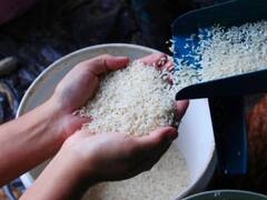 Rice Crisis: चावल की कमी से जूझने वाली है दुनिया, इसकी एक नहीं कई वजहें हैं