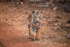 Tadoba National Park : माया, रोमा, लारा अन् बलराम... ताडोबातील वाघांची झलक सबसे अलग
