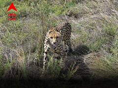 এনক্লোজারেই নিথর দেহ, ফের কুনো জাতীয় উদ্যানে প্রাণ হারাল আফ্রিকান চিতা