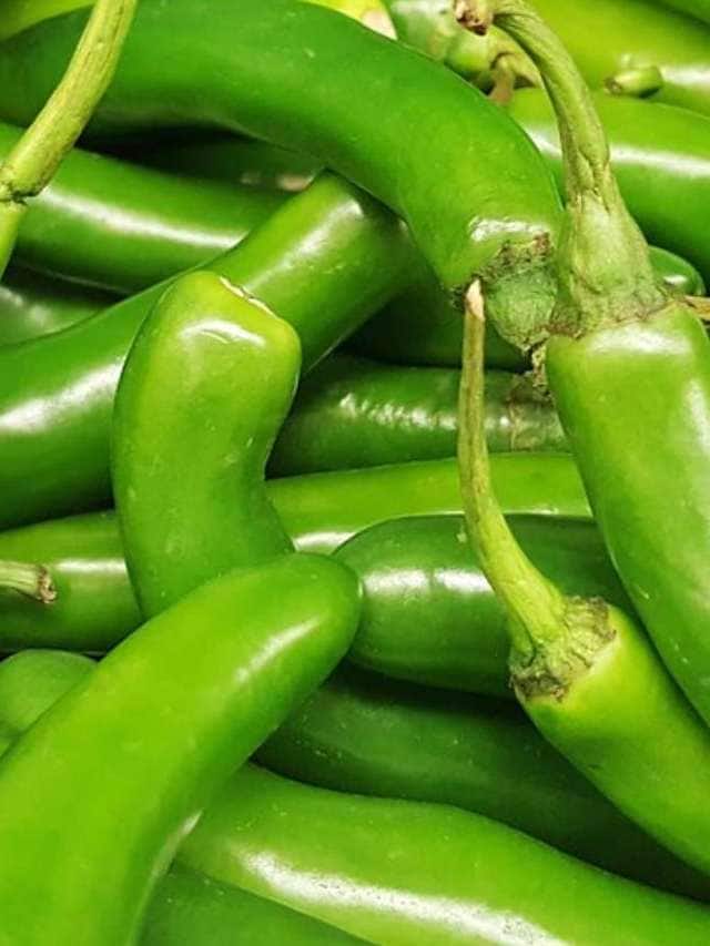 Benefits green pepper If you also avoid eating green pepper then read this news Benefits green pepper: ਜੇਕਰ ਤੁਸੀਂ ਵੀ ਹਰੀ ਮਿਰਚ ਖਾਣ ਤੋਂ ਟਲਦੇ ਹੋ ਤਾਂ ਜ਼ਰੂਰ ਪੜ੍ਹੋ ਇਹ ਖਬਰ