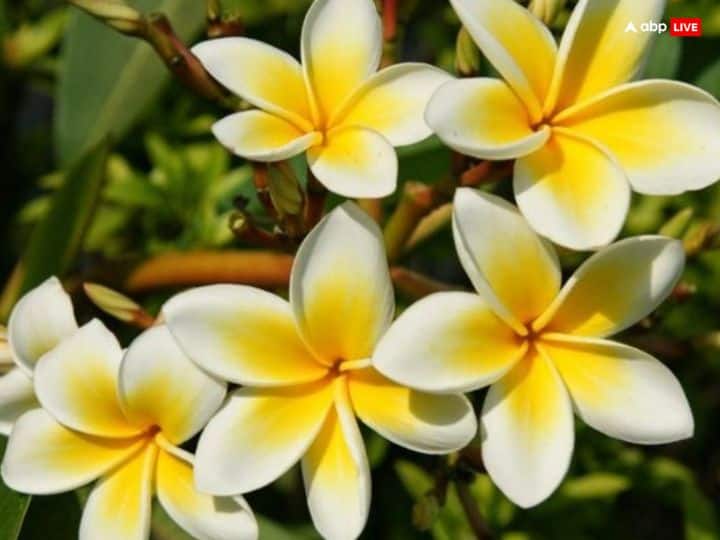 हिंदू धर्म में हर देवी-देवताओं की पूजा में उनकी प्रिय चीजें अर्पित करने का विधान है. मान्यता है इससे ईष्ट देव जल्द प्रसन्न होते हैं. शास्त्रों के अनुसार केतकी का फूल विष्णु जी का प्रिय माना जाता है लेकिन शिव जी की पूजा में केतकी का इस्तेमाल नहीं किया जाता. कहते हैं इस फूल से उनकी पूजा की जाए तो वह उसे स्वीकार नहीं करते.