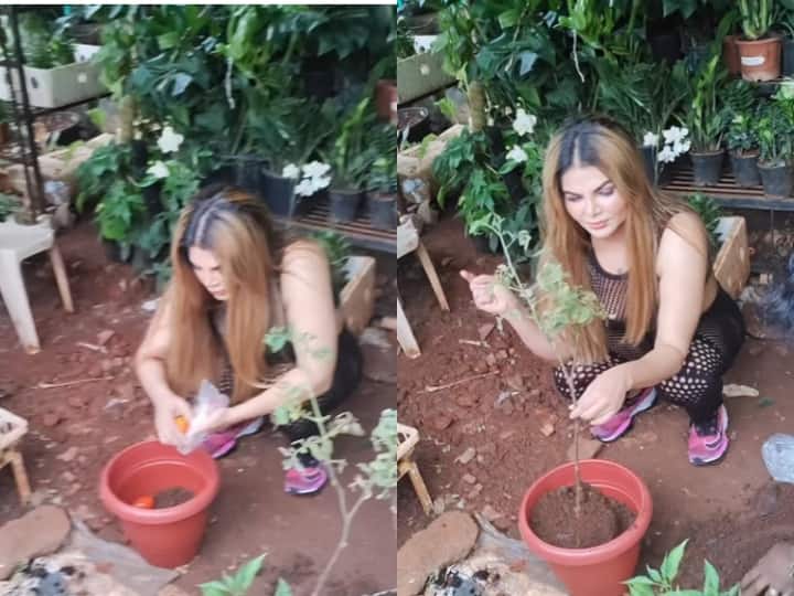 Rakhi sawant video viral drama queen shows how to grow tomato amid rising price Watch: टमाटर महंगे होते ही राखी सावंत ने लगाया पौधा, यूजर्स बोले- 'इतने टमाटर वेस्ट मत करो...'