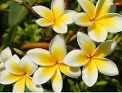 Sawan 2023: ਇਸ ਫੁੱਲ ਨੂੰ ਮਿਲਿਆ ਸ਼ਿਵ ਦਾ ਸ਼ਰਾਪ, ਸਾਵਣ ਦੀ ਪੂਜਾ 'ਚ ਭੁੱਲ ਕੇ ਵੀ ਨਾ ਕਰੋ ਵਰਤੋਂ