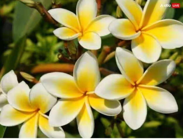 ਹਿੰਦੂ ਧਰਮ ਵਿੱਚ ਪੂਜਾ ਵਿੱਚ ਹਰ ਦੇਵੀ- ਦੇਵਤੇ ਨੂੰ ਉਨ੍ਹਾਂ ਦੀ ਪਿਆਰੀ ਚੀਜ਼ ਚੜ੍ਹਾਉਣ ਦਾ ਕਾਨੂੰਨ ਹੈ। ਮੰਨਿਆ ਜਾਂਦਾ ਹੈ ਕਿ ਇਸ ਨਾਲ ਦੇਵਤੇ ਜਲਦੀ ਪ੍ਰਸੰਨ ਹੋ ਜਾਂਦੇ ਹਨ। ਸ਼ਾਸਤਰਾਂ ਅਨੁਸਾਰ ਕੇਤਕੀ ਦਾ ਫੁੱਲ ਭਗਵਾਨ ਵਿਸ਼ਨੂੰ ਨੂੰ ਪਿਆਰਾ ਮੰਨਿਆ ਜਾਂਦਾ ਹੈ ਪਰ ਭਗਵਾਨ ਸ਼ਿਵ ਦੀ ਪੂਜਾ ਵਿਚ ਕੇਤਕੀ ਦੇ ਫੁੱਲ ਦੀ ਵਰਤੋਂ ਨਹੀਂ ਕੀਤੀ ਜਾਂਦੀ। ਕਿਹਾ ਜਾਂਦਾ ਹੈ ਕਿ ਜੇਕਰ ਇਸ ਫੁੱਲ ਨਾਲ ਉਨ੍ਹਾਂ ਦੀ ਪੂਜਾ ਕੀਤੀ ਜਾਵੇ ਤਾਂ ਉਹ ਸਵੀਕਾਰ ਨਹੀਂ ਕਰਦੇ।