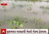 Mehsana Rain | શું ફરી ખેડૂતોની આશા પર ફરી વળશે પાણી?, ખેતરોમાં ભરાયા પાણી પાક થશે બરબાદ