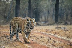 Tadoba National Park : माया, रोमा, लारा अन् बलराम... ताडोबातील वाघांची झलक सबसे अलग