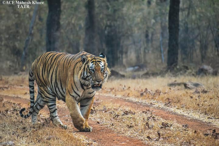 ताडोबा अंधारी व्याघ्र प्रकल्प हे भारतातील सर्वांनाच भूरळ घालणारं व्याघ्र प्रकल्प आहे. (Photo Credit- Mahesh Khore ACF TATR)