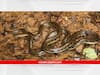 Rare Snake: कुडाळ तालुक्यातील रांगणागड येथे सापडला दुर्मिळ बिनविषारी शेवाळी पाणसाप