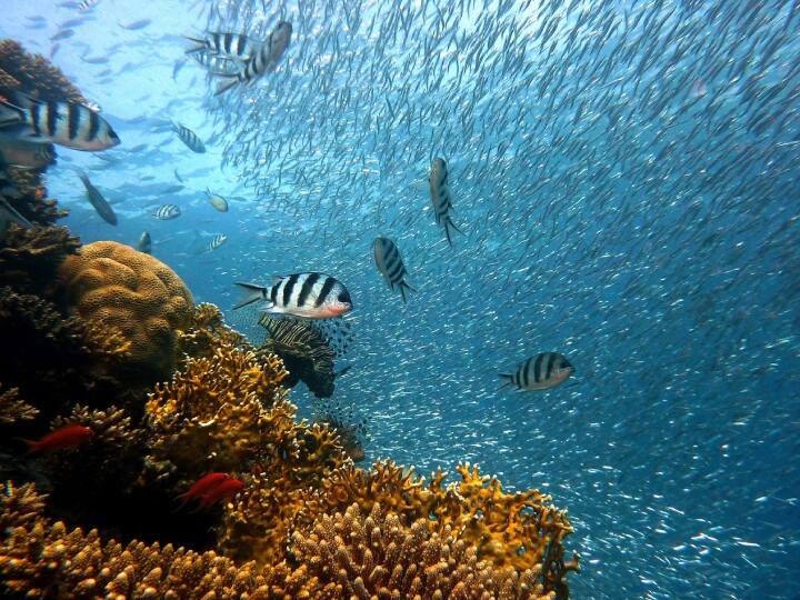 समुद्रों या तालाब आदि में ये किसी पत्थर की आड़ में या फिर कोई शांत और सुरक्षित स्थान देखकर वहां कुछ देर के लिए आराम करती हैं. सोते समय भी इनका दिमाग एक्टिव रहता है और आंखें खुली रहती हैं. इसलिए हल्की सी भी हलचल होने पर ये तुरंत जाग जाती हैं.
