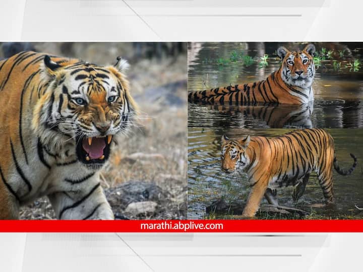 Tadoba Andhari Tiger Reserve : ताडोबा राष्ट्रीय उद्यान हे वाघांसाठी प्रसिद्ध असून वाघाची एक झलक पाहण्यासाठी देश-विदेशातील पर्यटक या ठिकाणी येतात.