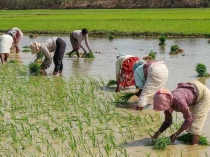 Surajpur less rain Effect farmers lagging behind in farming production will be affected in Chhattisgarh Chhattisgarh: कम बारिश का असर, सूरजपुर में खेती में पिछड़ रहे किसान, उत्पादन होगा प्रभावित