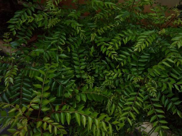 கறிவேப்பிலையில் கார்போஹைட்ரேட்டுகள், நார்ச்சத்து, கால்சியம், பாஸ்பரஸ், இரும்புச்சத்து மற்றும் வைட்டமின்கள் நிறைந்துள்ளன.