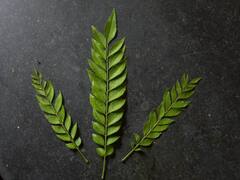 Curry Leaves : 5 முதல் 6 கறிவேப்பிலையோட ஒரு நாளை தொடங்குங்க.. இந்த 5 பலன்களைப் பாருங்க..