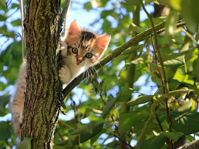 Is Your Cat Dehydrated? 5 Subtle Signs They Need More Water Cat Care : பூனை வளக்கறீங்களா? கண்டிப்பா இதையெல்லாம் கவனிங்க.. உங்க செல்லப்பூனை நலனுக்காக..