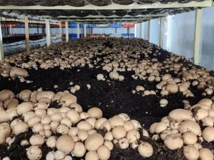 German mushroom produced in Udaipur boon for cancer patients, know about the variety Rajasthan ann Rajasthan: उदयपुर में जर्मनी की मशरूम का उत्पादन, कैंसर के मरीजों के लिए वरदान, जानिए कितनी है कीमत?