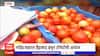 Nanded Tomatoes : नांदेडमध्ये टोमॅटोचे उत्पादन ठप्प,हैद्राबादहून आयात केलेल्या टोमॅटोंची किंमत किती?