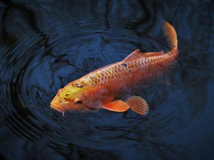 ज्यादातर मछलियों की आंखों में पलकें नहीं होती हैं, ऐसे में यह कहा जा सकता है कि मछलियां आखें खोलकर सोती हैं. हालांकि, कुछ प्रजातियों में पलकें होती हैं और वो पलकें बंद करके ही सोती हैं.