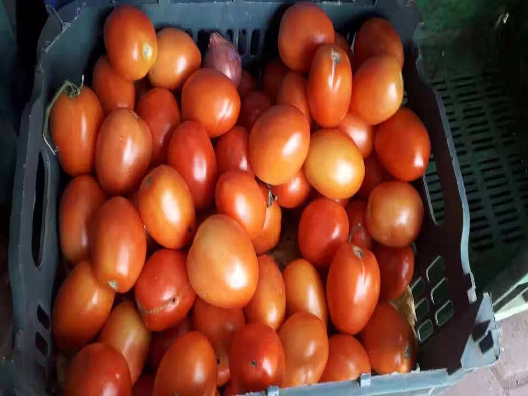 Shortage of Tomato in Nanded district Tomatoes also came from Bangalore