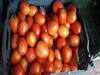 काय सांगता! नांदेड जिल्ह्यात टोमॅटोचा तुटवडा, आंध्र प्रदेशासह बंगळुरूहूनही आले टोमॅटो
