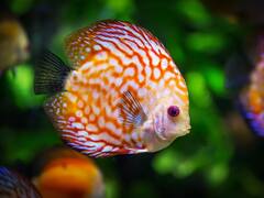 मछलियां सोती कैसे हैं, उनकी आंखों में तो पलकें भी नहीं होती हैं?