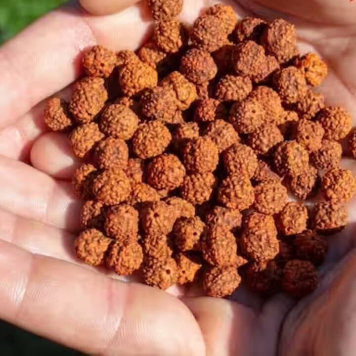 রুদ্রাক্ষ - এটি ভগবান শিবের একটি বিশেষ অলঙ্কার হিসেবে বিবেচিত হয়। শাস্ত্রে রুদ্রাক্ষকে ভগবান শিবের অঙ্গ হিসেবেও বিবেচনা করা হয়।