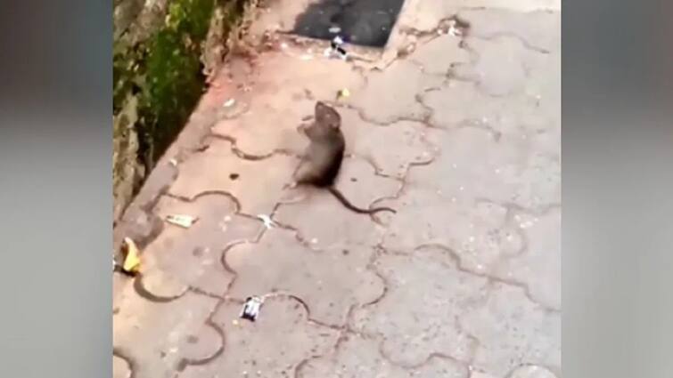 this rat claps at the time of aarti in the temple Viral Video: ਪਰਮਾਤਮਾ ਦਾ ਪਰਮ ਭਗਤ ਹੈ ਇਹ ਚੂਹਾ, ਆਰਤੀ ਵੇਲੇ ਵਜਾਉਣ ਲੱਗ ਪੈਂਦਾ ਹੈ ਤਾੜੀਆਂ