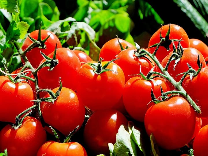 Telangana Farmer earns about 2 crore rupees in 15 days selling tomatoes Telangana Farmer: तेलंगाना का किसान 15 दिन में टमाटर बेचकर बन गया करोड़पति, 20 एकड़ में की थी खेती
