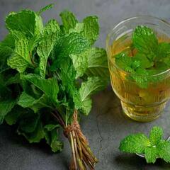 ਜਾਣੋ ਪੁਦੀਨੇ ਦੀਆਂ ਪੱਤੀਆਂ ਦੇ ਅਣਗਿਣਤ ਫ਼ਾਇਦੇ