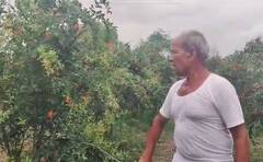 मोहोळमध्ये झाडावर लगडलेले डाळींब चोरले