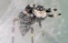 Shocking Video: ਕੀ ਤੁਸੀਂ ਕਦੇ ਮਨੁੱਖੀ ਚਿਹਰੇ ਵਾਲੀ ਮੱਕੜੀ ਦੇਖੀ ਹੈ? ਜਾਲ 'ਚ ਆਈ ਨਜ਼ਰ, ਦੇਖ ਕੇ ਹੀ ਪੈ ਜਾਵੇਗਾ ਦਿਲ ਦਾ ਦੌਰਾ!