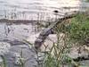 Sangli News: कृष्णा नदीत सोडण्यात आलेल्या मळीमिश्रीत पाण्याने मगरीच्या पिलांची दमछाक