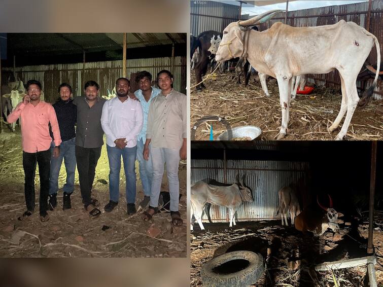 Sangli News 57 animals brought for slaughter in Kavathemahankal rescued FIR filed against three Sangli News : कवठेमहांकाळमध्ये कत्तलीसाठी आणलेल्या 57 जनावरांची सुटका, जनावरे बाळगणाऱ्या तिघांविरोधात गुन्हा दाखल