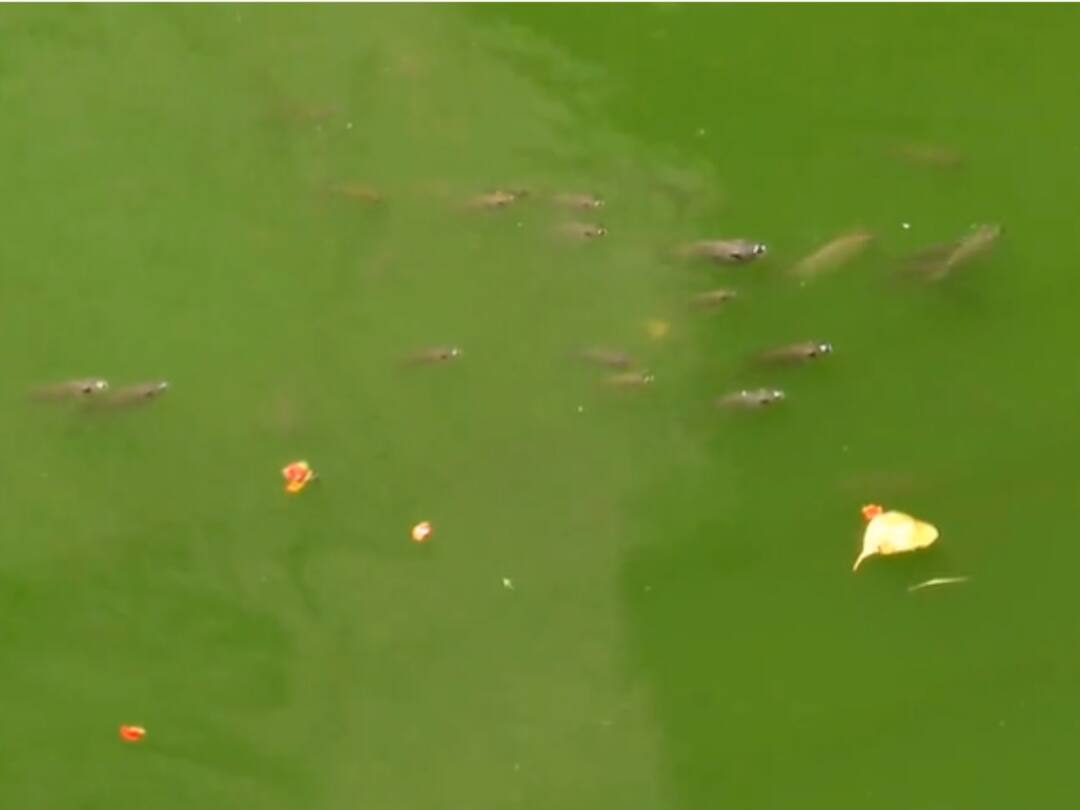 Subramaniaswami Temple Saravana Poigai pond Devotees Demand To Clean Contaminated Saravana Poigai Pond Subramaniaswami Temple Devotees Demand To Clean Contaminated Saravana Poigai Pond