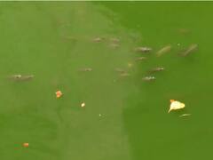 Subramaniaswami Temple Devotees Demand To Clean Contaminated Saravana Poigai Pond