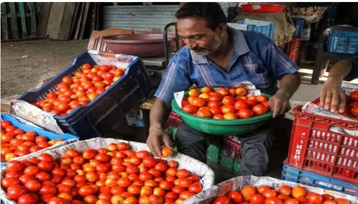 Tomato Price: Now there will be a reduction in the price of tomatoes, from today you will get tomatoes here at 90 rupees Tomato Price: હવે ટામેટાંના ભાવમાં થશે ઘટડો, આજથી અહી મળશે 90 રૂપિયે કિલો ટામેટાં