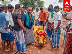 Thanjavur Cow Death : உயிரிழந்த கோயில் காளை.. ஊர்வலம் நடத்திய பொதுமக்கள்.. நெகிழவைத்த கிராம்..