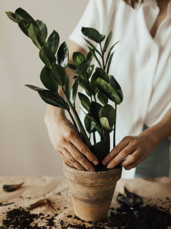 पानी के जार में उगाएं ये 5 हर्बल प्लांट्स