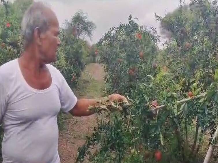 Agriculture News Pomegranates crop of a farmer in Mohol taluk were stolen Agriculture News : धक्कादायक! झाडावर लगडलेले डाळींब चोरल्यानं खळबळ, चार लाखांचा फटका; सोलापुरातल्या मोहोळमधील घटना