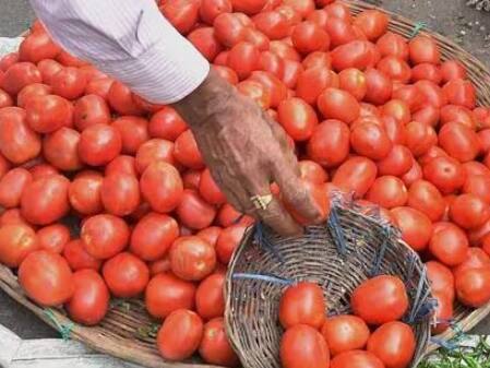 Agriculture department will try to control tomato prices Information from Commissionerate of Agriculture Tomato Rate : टोमॅटो भाव नियंत्रणासाठी कृषी विभाग प्रयत्न करणार; कृषी आयुक्तालयाची माहिती