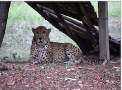 Cheetah Death:আরও ১ আফ্রিকান চিতার মৃত্যু, ৪ মাসে কুনো জাতীয় উদ্যানে মৃতের সংখ্যা ৭