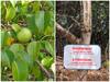 Manchineel Tree: ప్రపంచంలోనే ప్రమాదకరమైన చెట్లు ఇవి, వీటి కింద నిలుచున్నా ప్రాణాపాయమే