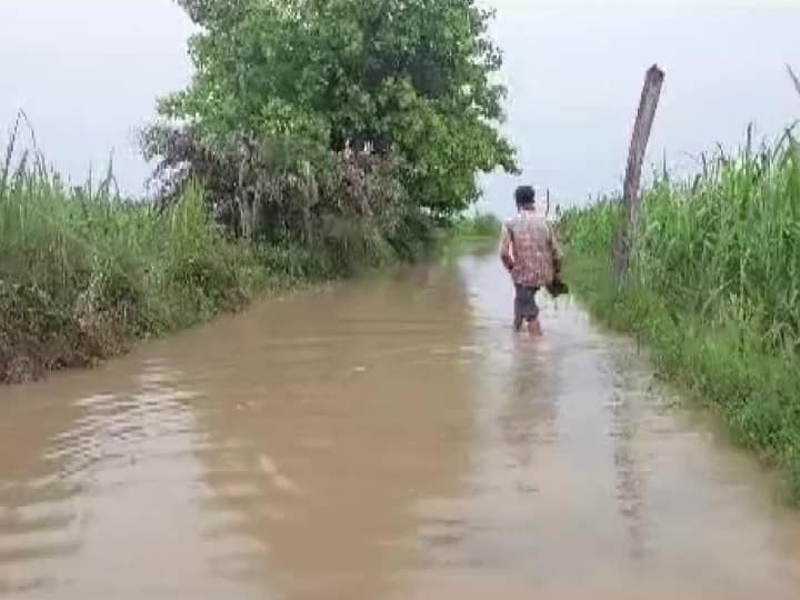 due to heavy rain in Botad  250  cattle died Botad News: બોટાદમાં વરસાદ બન્યો આફતરૂપ, કાદવ ખૂંચી જતાં 250 પશુના કરૂણ મોત