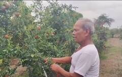 मोहोळमध्ये झाडावर लगडलेले डाळींब चोरले